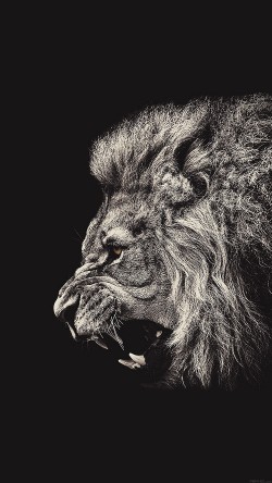 aa65-shouting-lion-illust-art