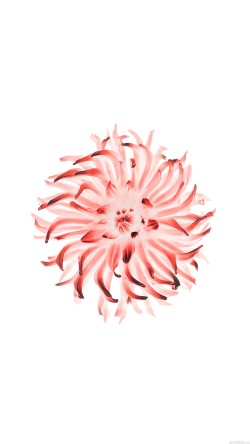 ac93-wallpaper-iphone6-plus-ios8-apple-flower-red