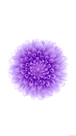 ac95-wallpaper-apple-iphone6-plus-ios8-flower-purple