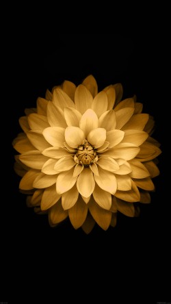 ad39-apple-yellow-lotus-iphone6-plus-ios8-flower