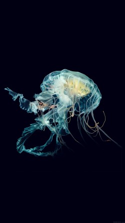 al43-apple-watch-wallpaper-jellyfish-art-nature-blue
