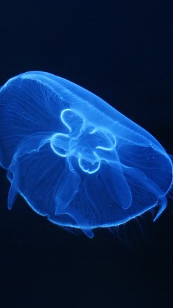 an04-deep-ocean-life-jellyfish-blue-dark-nature