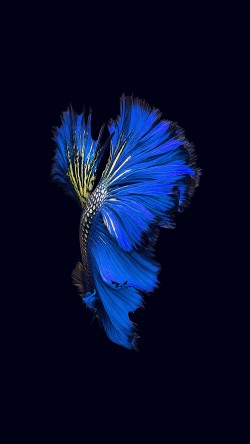 an82-apple-ios9-fish-live-background-dark-blue