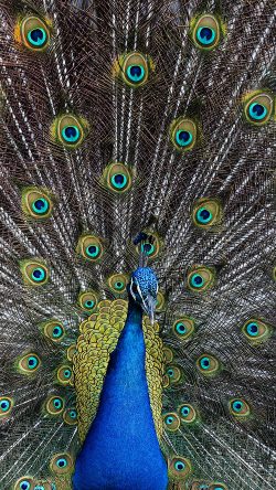 as05-peacock-animal-bird-art