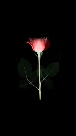 at74-flower-xray-simple-minimal-red-rose-dark-art-illustration