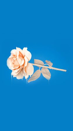 bb94-rose-blue-illustration-art