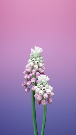 bb96-flower-gradation-pink-apple-illustration-art