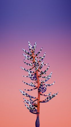 bc04-flower-simple-apple-iphone8-art-illustration