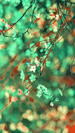 bk68-art-flower-green-light-cherry-blossom-spring