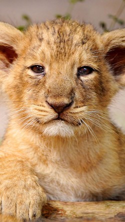 ma90-proud-posing-cub-animal-nature