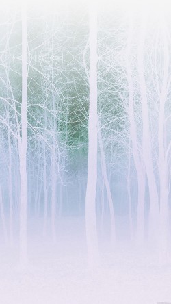 mb15-wallpaper-foggy-forest-white