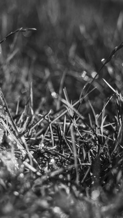 mb63-wallpaper-bw-grass-d