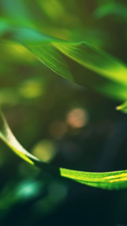 mb89-wallpaper-a-and-b-2-leaf