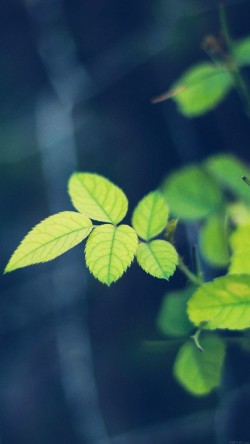 Greenish wallpaper - i5yal