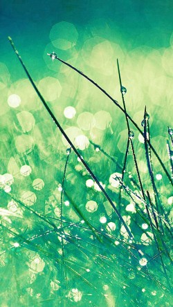 mc02-wallpaper-grass-dew-greener-leaf