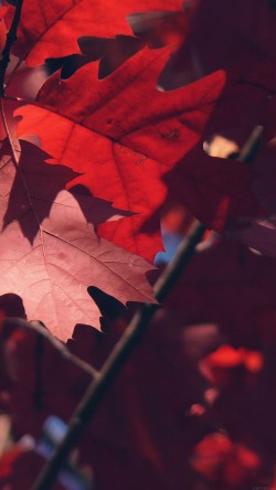 mc36-wallpaper-fallis-here-tree-leaf