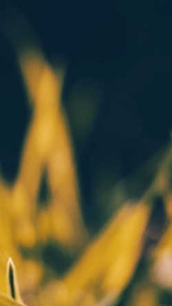 mc65-wallpaper-herb-c-leaf-nature