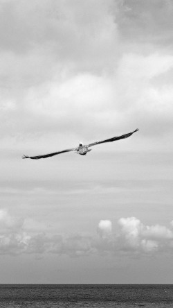 mc72-wallpaper-are-you-jonathan-animal-bird