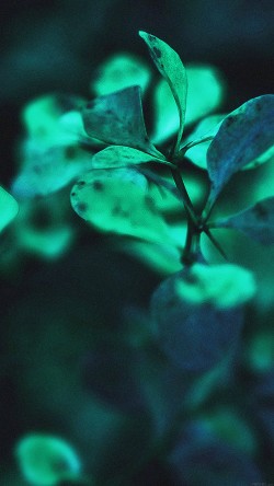 md36-wallpaper-blue-flowers-nature