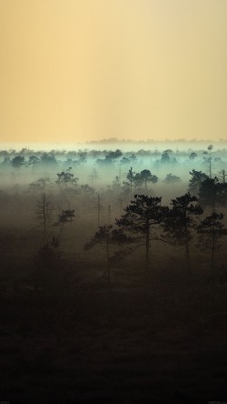 md51-sunset-wood-nature-yellow