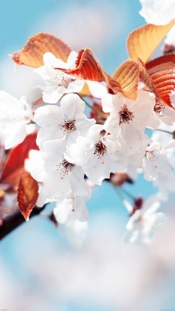 me37-cherry-tree-spring-feel