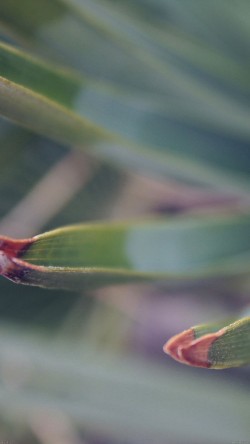 me43-sting-leaf-summer-nature
