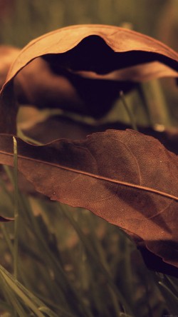 me57-fall-weather-red-leaves-nature