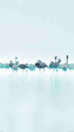 me80-flamingos-blue-peace-animal-nature-birds