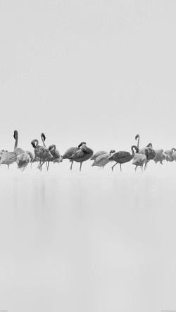 me81-flamingos-white-peace-animal-nature-birds