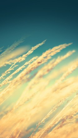 mg13-rice-field-nature
