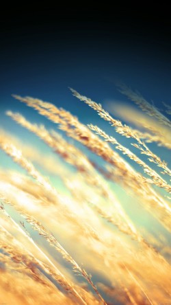 mg14-rice-field-flower-nature
