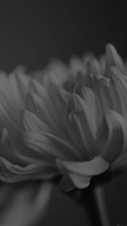 mg54-silk-flower-dark-mutant-nature