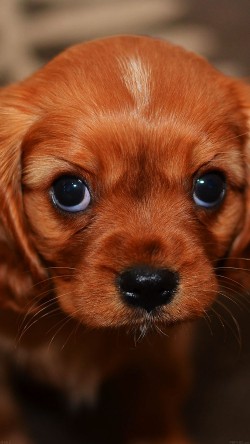 mg62-cute-puppy-wallpaper