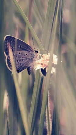 mg73-butterfly-eating-time-blue-nature