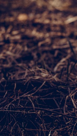 mh17-path-leaf-old-vintage-art-nature