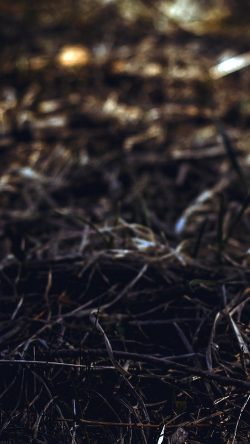 mh18-path-leaf-backyard-old-vintage-bokeh-art-nature