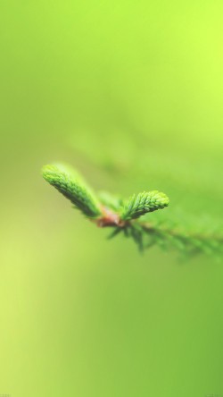 mh53-spring-glow-miss-warmth-nature-leaf