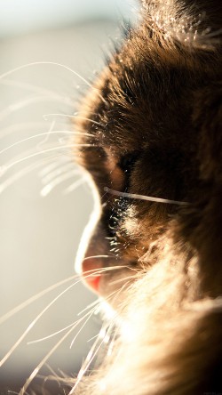 mi07-cat-looking-out-window-animal-cute