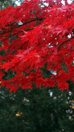 mi89-autumn-fall-tree-mountain-charlesfred
