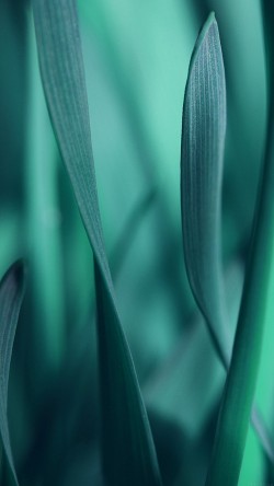 mj95-leaf-grass-blue-bokeh-nature