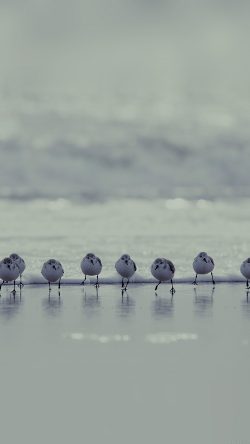 mk60-birds-beach-wave-ocean-blue-water-sea-nature-animal