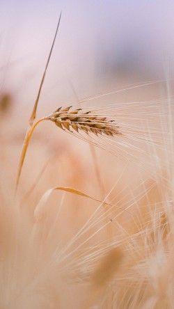 mk63-rice-leaf-nature-bokeh-blur