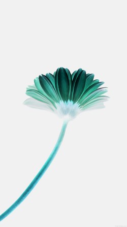 mk68-lonely-flower-white-green-simple-minimal-nature