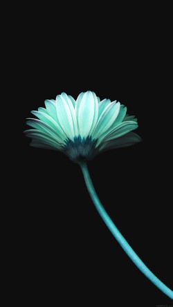 mk69-lonely-flower-dark-blue-simple-minimal-nature