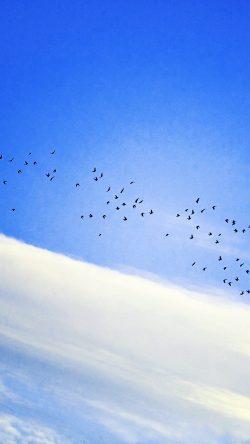 ml00-sky-cloud-birds-blue-fly-nature