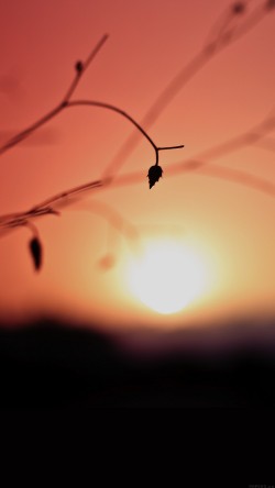 ml01-minimal-sunset-nature-flower-night