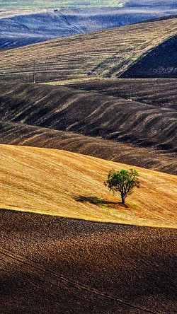 ml24-desert-farm-nature-tree-lonly