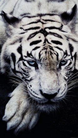 ml56-white-tiger-animal