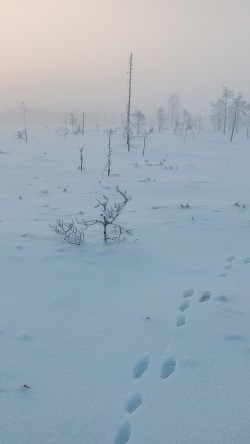 mm49-snow-walk-winter-footprints-nature-mountain