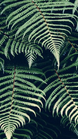 mn05-leaf-green-nature-jan-erik-waider